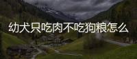 幼犬只吃肉不吃狗糧怎么辦呢(幼犬只吃肉會(huì)出現(xiàn)什么狀況)