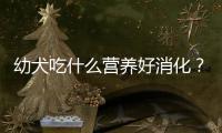 幼犬吃什么營(yíng)養(yǎng)好消化？幼犬吃什么營(yíng)養(yǎng)好一點(diǎn)