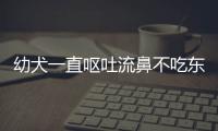 幼犬一直嘔吐流鼻不吃東西(幼犬不吃食物怎么辦)