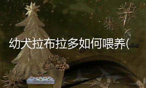 幼犬拉布拉多如何喂養(yǎng)(幼犬拉布拉多怎么看純不純)