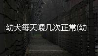 幼犬每天喂幾次正常(幼犬一天喂幾遍)