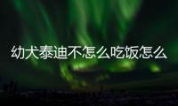 幼犬泰迪不怎么吃飯怎么辦？幼犬泰迪不怎么吃食怎么辦
