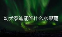 幼犬泰迪能吃什么水果蔬菜(幼犬泰迪吃什么狗糧好)