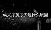 幼犬尿黃尿少是什么原因引起的(幼犬尿黃是什么原因引起的)