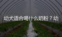 幼犬適合喝什么奶粉？幼犬適合喝什么奶