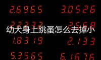 幼犬身上跳蚤怎么去掉小妙招(幼犬身上跳蚤怎么去除)