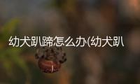 幼犬趴蹄怎么辦(幼犬趴蹄補救方法)