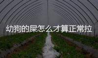 幼狗的屎怎么才算正常拉屎(幼犬狗屎怎么樣算正常)