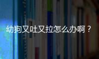 幼狗又吐又拉怎么辦啊？幼狗又吐又拉怎么辦呀