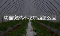 幼貓突然不吃東西怎么回事(幼貓突然吐白沫)