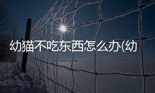 幼貓不吃東西怎么辦(幼貓不喝水怎么辦)