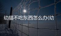 幼貓不吃東西怎么辦(幼貓不喝水怎么辦)