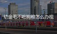 幼金毛不吃狗糧怎么辦視頻？小金毛狗不吃狗糧咋回事