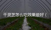 干靈芝怎么吃效果最好（林芝怎么吃）