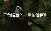 干魚腥草的藥用價值百科