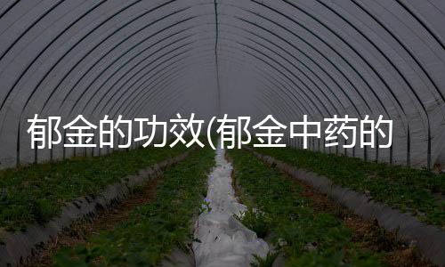 郁金的功效(郁金中藥的作用)
