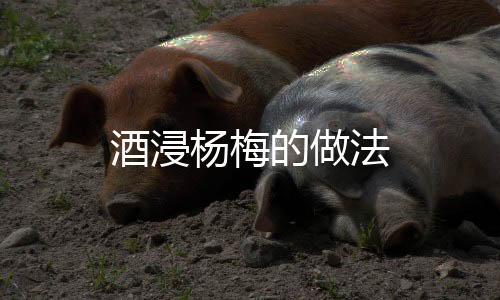 酒浸楊梅的做法