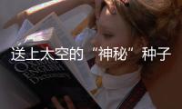 送上太空的“神秘”種子，究竟如何“變身”？—新聞—科學網(wǎng)