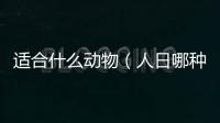 適合什么動物（人日哪種動物比較適合）