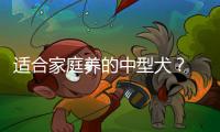 適合家庭養(yǎng)的中型犬？ 適合家養(yǎng)的中型犬有哪些