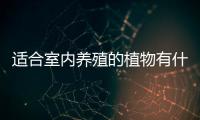 適合室內(nèi)養(yǎng)殖的植物有什么呢 室內(nèi)養(yǎng)殖植物怎么選擇呢