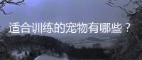 適合訓練的寵物有哪些？ 寵物訓練內容