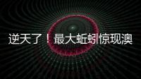 逆天了！最大蚯蚓驚現澳洲 體長1米