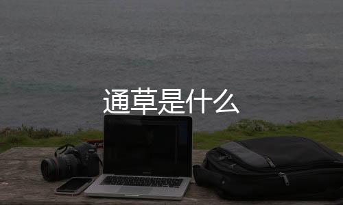 通草是什么