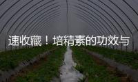 速收藏！培精素的功效與作用分享，可否補腎壯陽一目了然