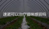 速諾可以治療貓咪感冒嗎(貓咪感冒吃速諾一天喂幾次)