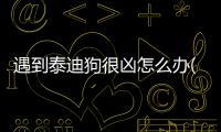 遇到泰迪狗很兇怎么辦(泰迪狗不聽話還兇主人)