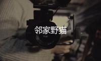鄰家野貓