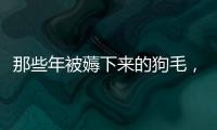 那些年被薅下來的狗毛，你都用去哪兒了？網友：人才真的太多