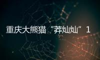 重慶大熊貓“莽燦燦”1周歲了