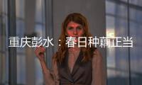 重慶彭水：春日種藕正當(dāng)時