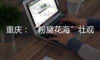 重慶：“粉黛花?！眽延^美麗引游人