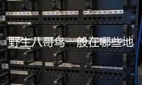 野生八哥鳥一般在哪些地區出沒?哪些地方建巢 野生八哥鳥窩