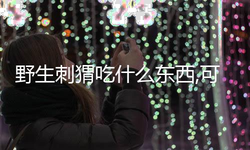 野生刺猬吃什么東西,可以養(yǎng)活嗎（野生刺猬吃什么）