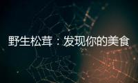 野生松茸：發現你的美食之旅