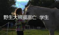 野生大熊貓溺亡  學生游泳這幾點要切記