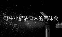 野生小貓沾染人的氣味會中毒嗎？小野貓沾上人的氣味大貓還會要么