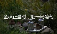金秋正當時，赴一場葡萄采收的“約會”