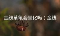 金線草龜會墨化嗎（金線草龜）