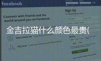金吉拉貓什么顏色最貴(金吉拉貓一般多少錢)