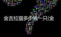 金吉拉貓多少錢一只(金吉拉貓一般多少錢)