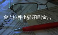 金吉拉養(yǎng)小貓好嗎(金吉拉貓缺點(diǎn)養(yǎng)金吉拉的不多)