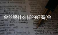 金絲熊什么樣的好看(金絲熊懷孕什么樣)