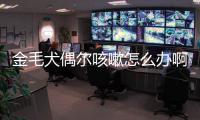 金毛犬偶爾咳嗽怎么辦啊？金毛犬咳嗽是怎么回事