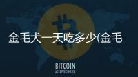 金毛犬一天吃多少(金毛犬一頓飯吃多少)
