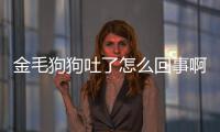 金毛狗狗吐了怎么回事啊？金毛狗吐了怎么辦